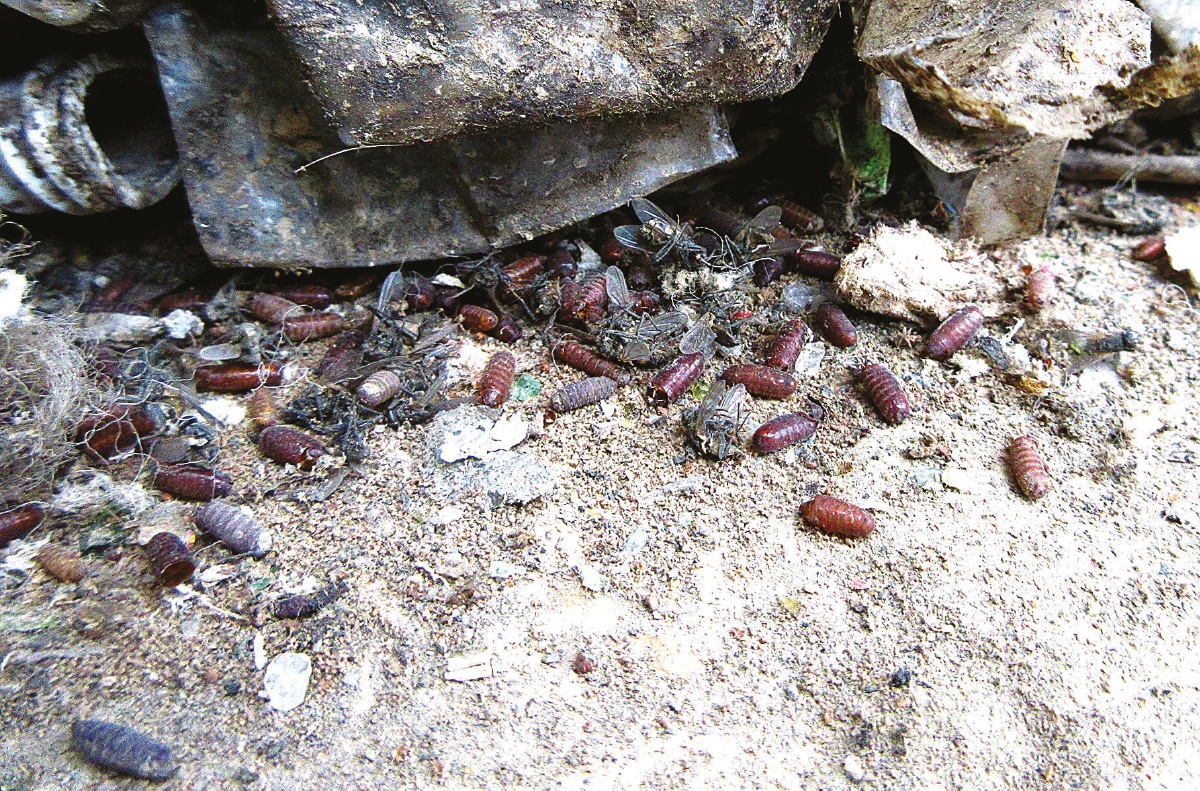 Pupae at base of stack Pupae at base of stack